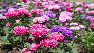 Polska nazwa astra chińskiego to gwiazdosz chiński, ponieważ z prawdziwymi astrami nie jest spokrewniony.