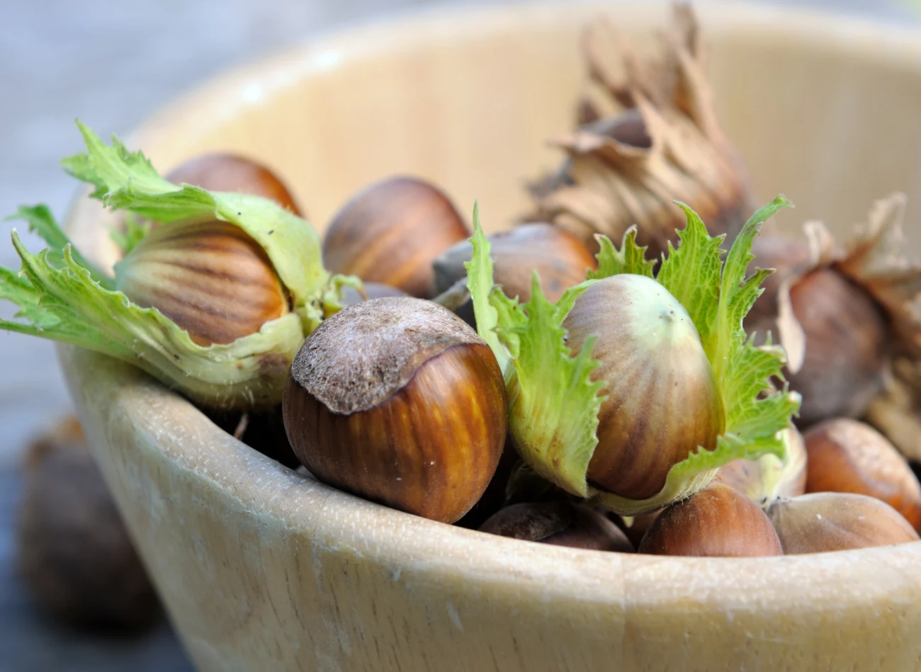 Dojrzałe orzechy laskowe suszy się, by łatwiej było je przechowywać