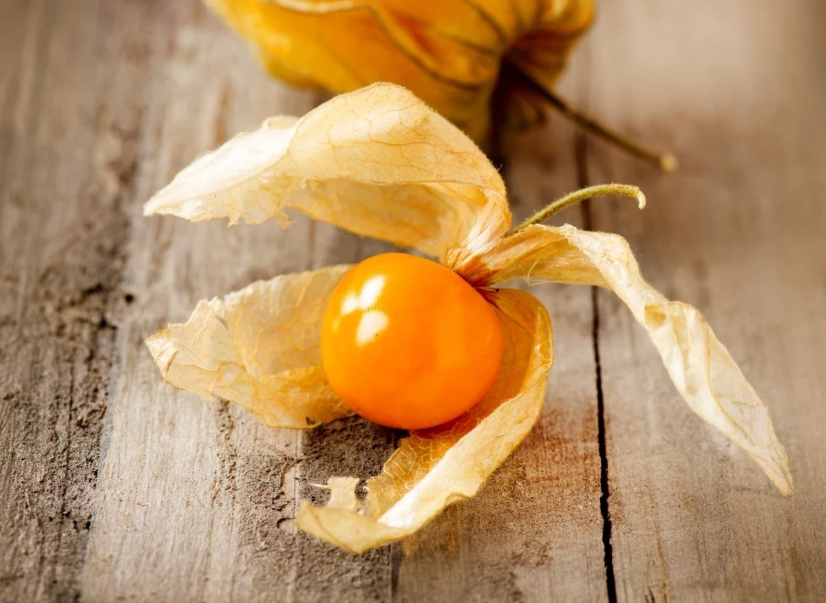 Miechunka to oryginalna roślina o wielu właściwościach zdrowotnych