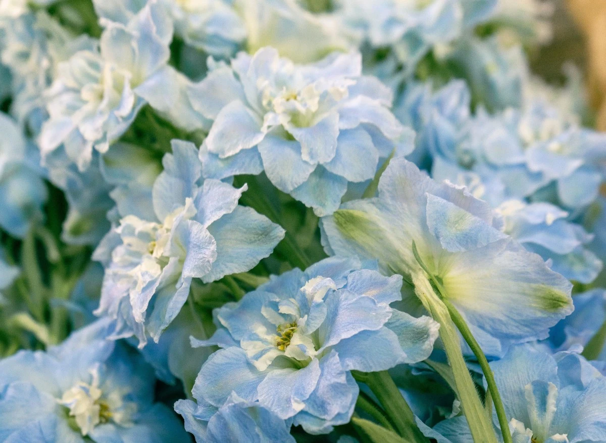 Ostróżka ze względu na kształt kwiatów nazywana jest kwiatem delfina