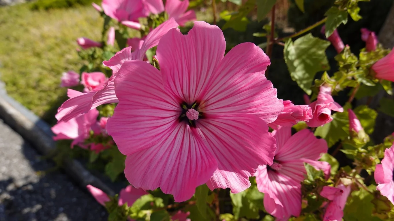 Malwy najbardziej lubią słoneczne stanowiska