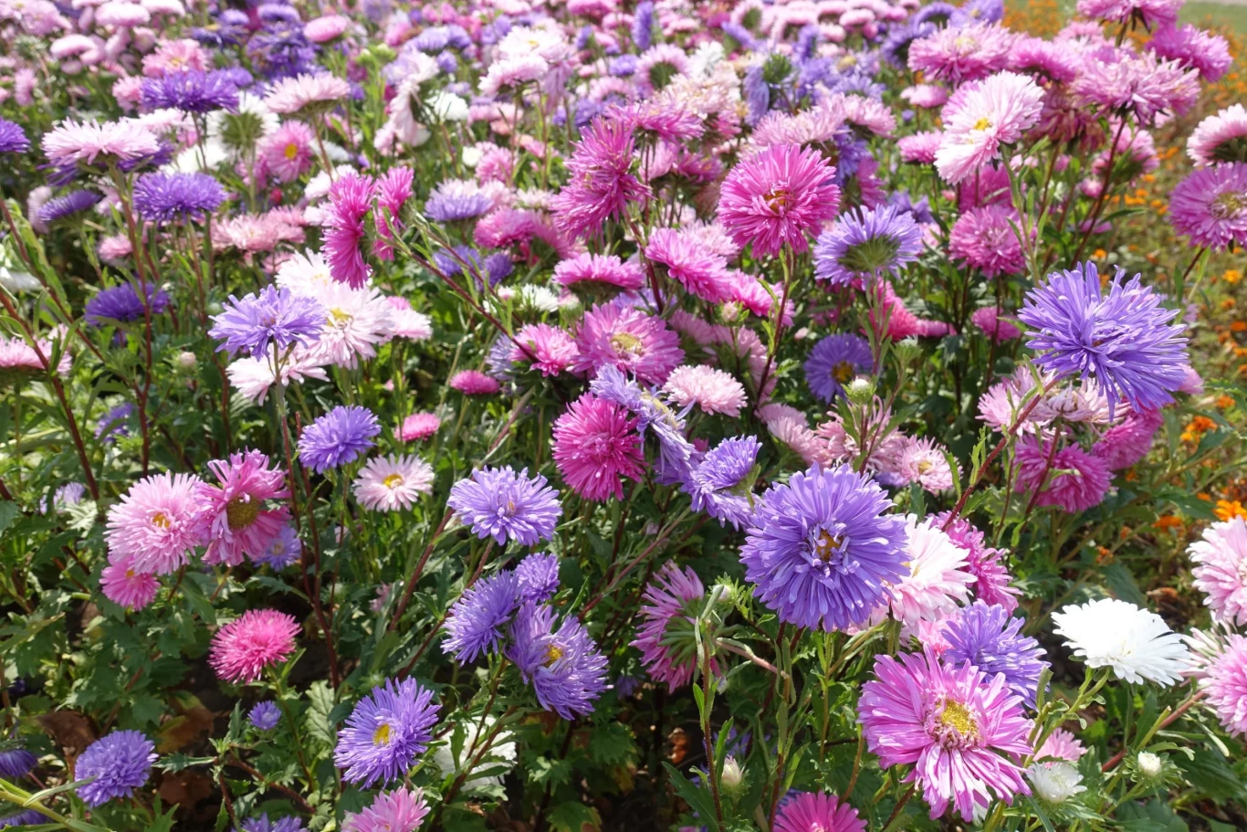 Astry chińskie źle reagują na nadmiar wody, dlatego przepuszczalność podłoża jest bardzo istotna