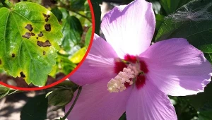 Fot. 123RF.com/ Wikimedia, Scot Nelson, CC