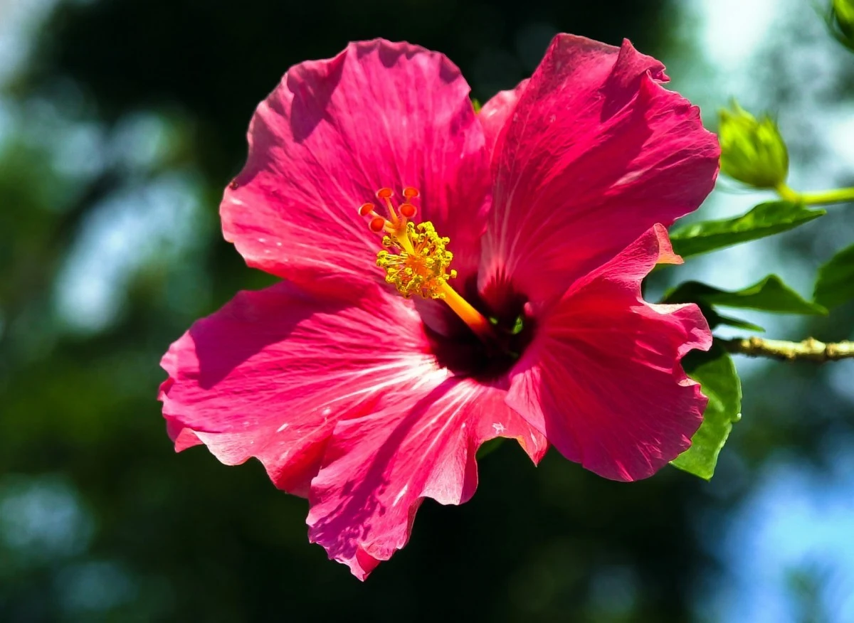 Hibiskus pięknie prezentuje się w ogrodzie, a z jego kwiatów można zrobić pyszną i zdrową herbatę