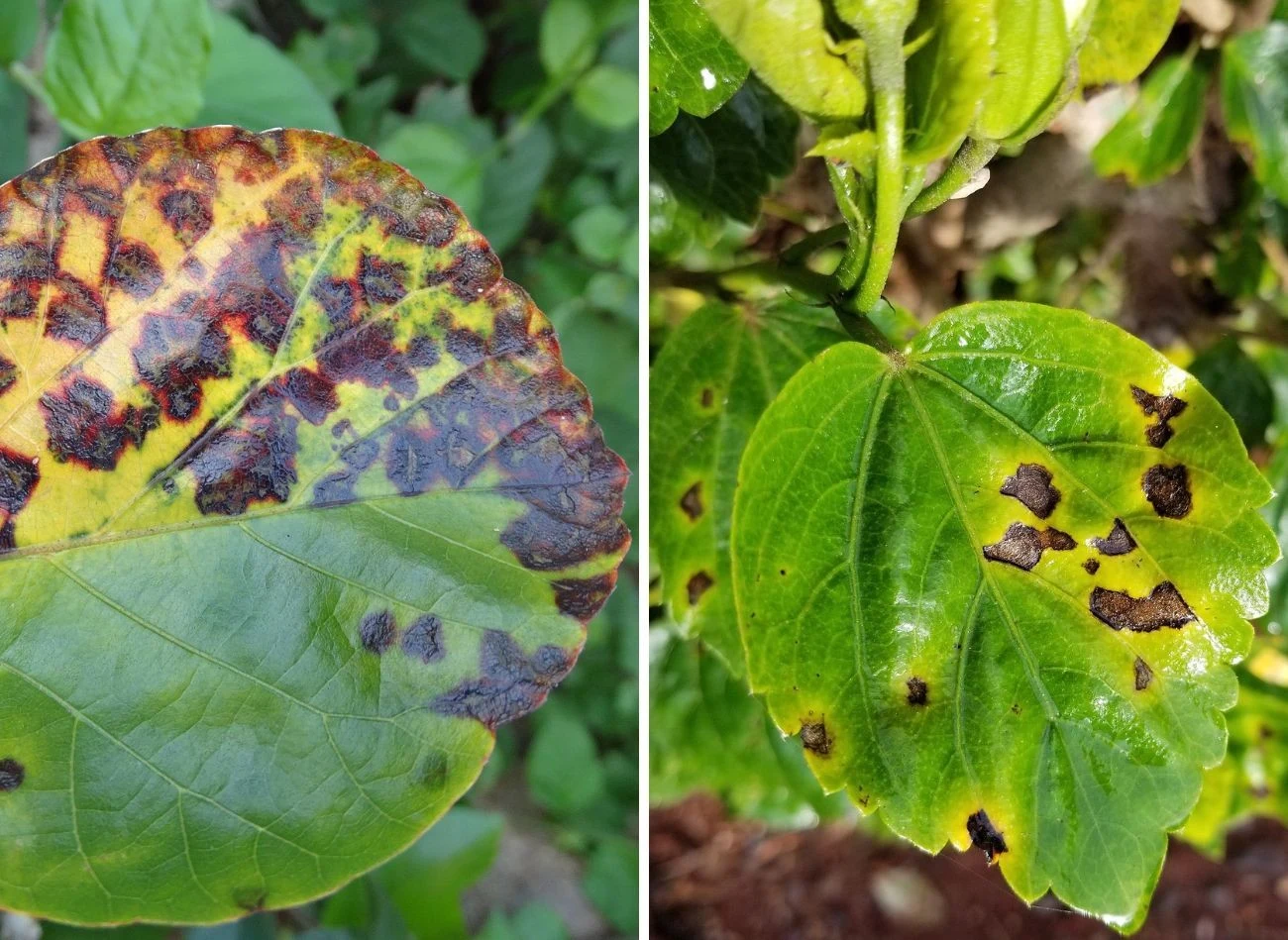 Plamy na liściach hibiskusa mogą powstawać również na skutek choroby grzybowej