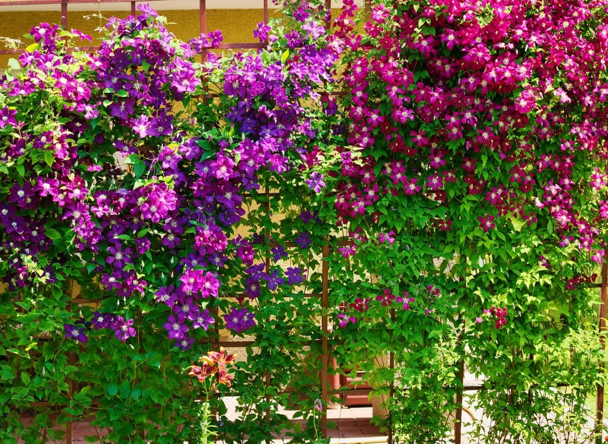 Powojniki są łatwe w uprawie i pięknie prezentują się w ogrodzie