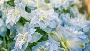 Ostróżka ze względu na kształt kwiatów nazywana jest kwiatem delfina.