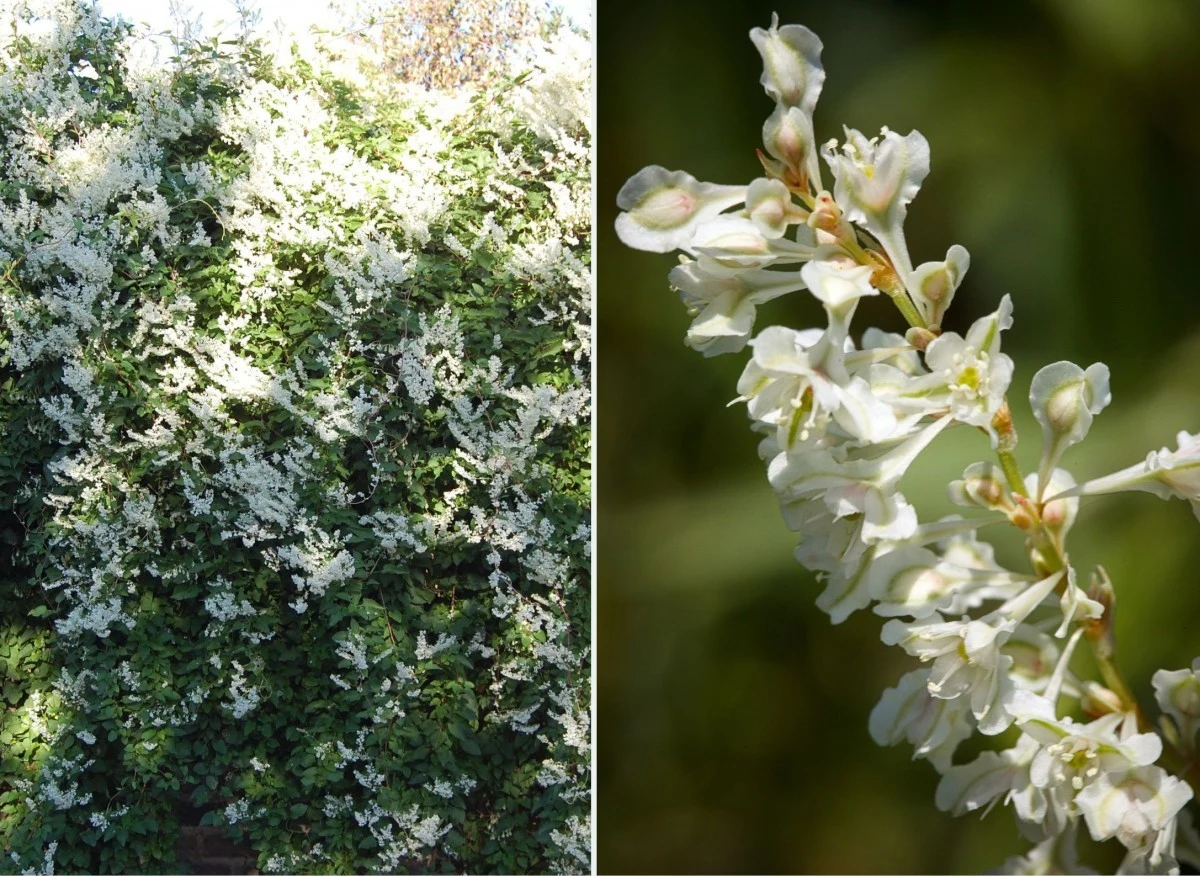 Rdest Auberta to nie tylko szybko rosnąca roślina, ale również prosta w uprawie