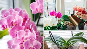 Podlewać storczyki można na dwa sposoby.