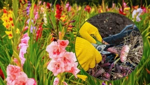 Uroda gladioli zależy przede wszystkim od dobrze dobranego stanowiska.