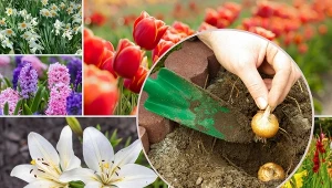 Która z naszych propozycji kwiatów cebulowych zagości w twoim ogrodzie?