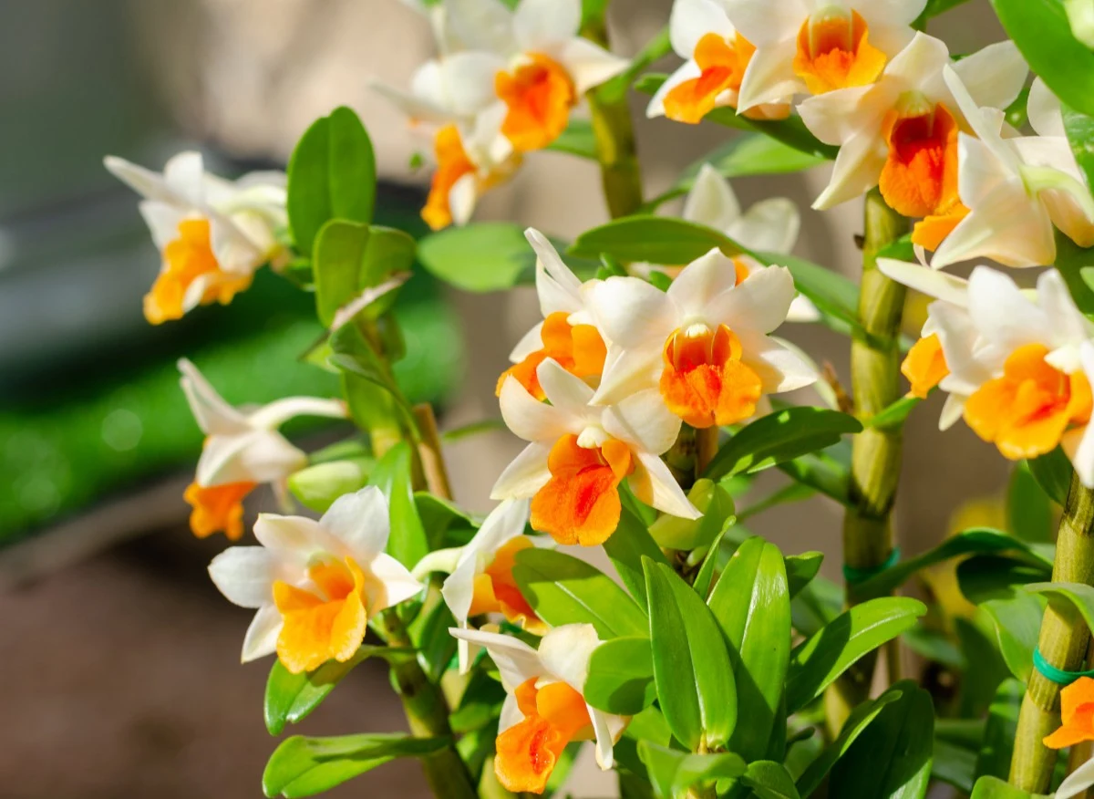 Storczyki to jedne z najchętniej uprawianych w domach roślin