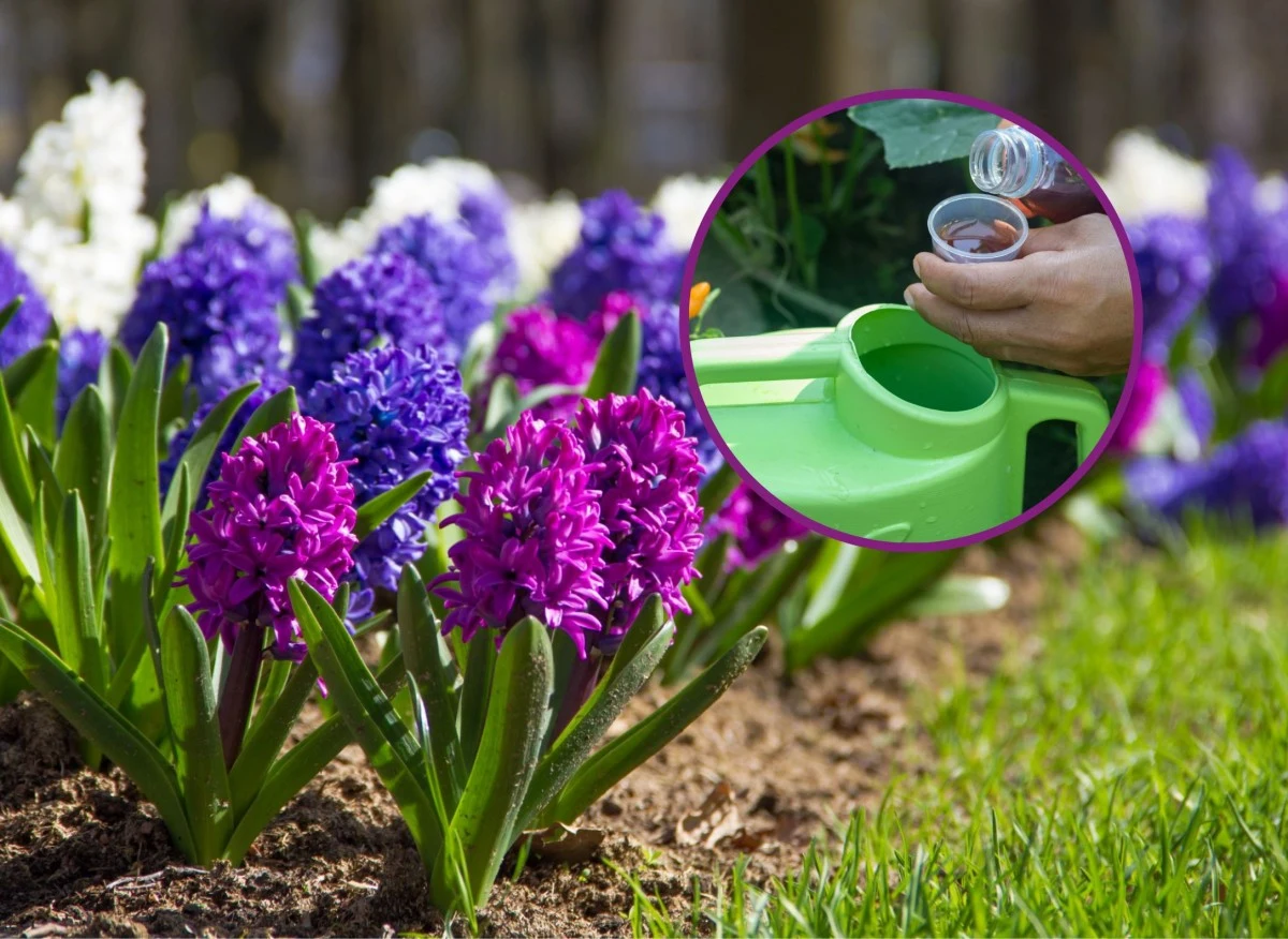 Nawożenie to bardzo ważny zabieg w uprawie roślin cebulowych, który jest niezbędny do prawidłowego rozwoju i kwitnienia