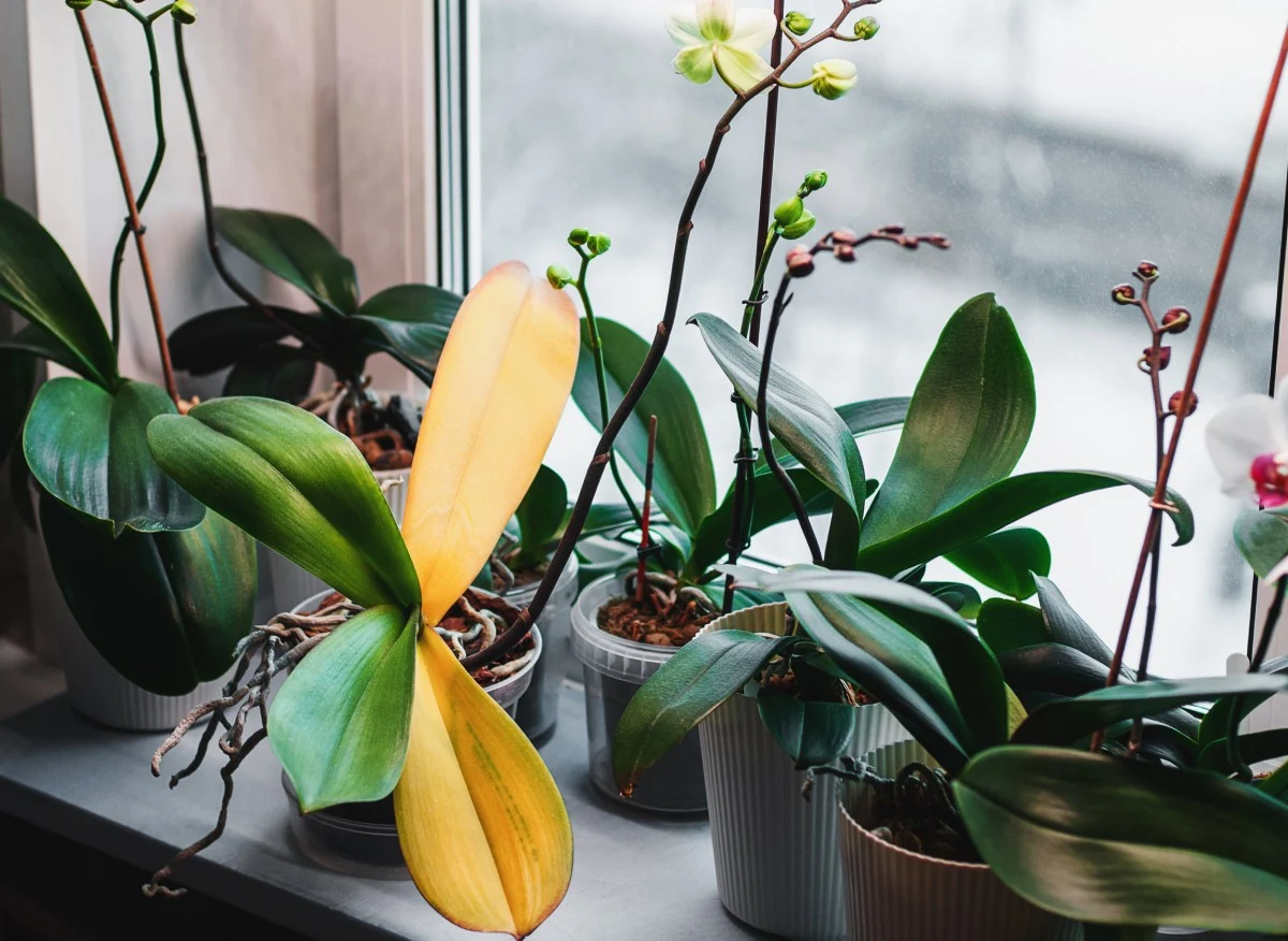 Zimą storczyki najczęściej przechodzą w stan spoczynku