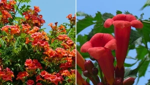 Milin występuje w kolorach czerwonym, pomarańczowym, żółtym lub delikatnie różowym.