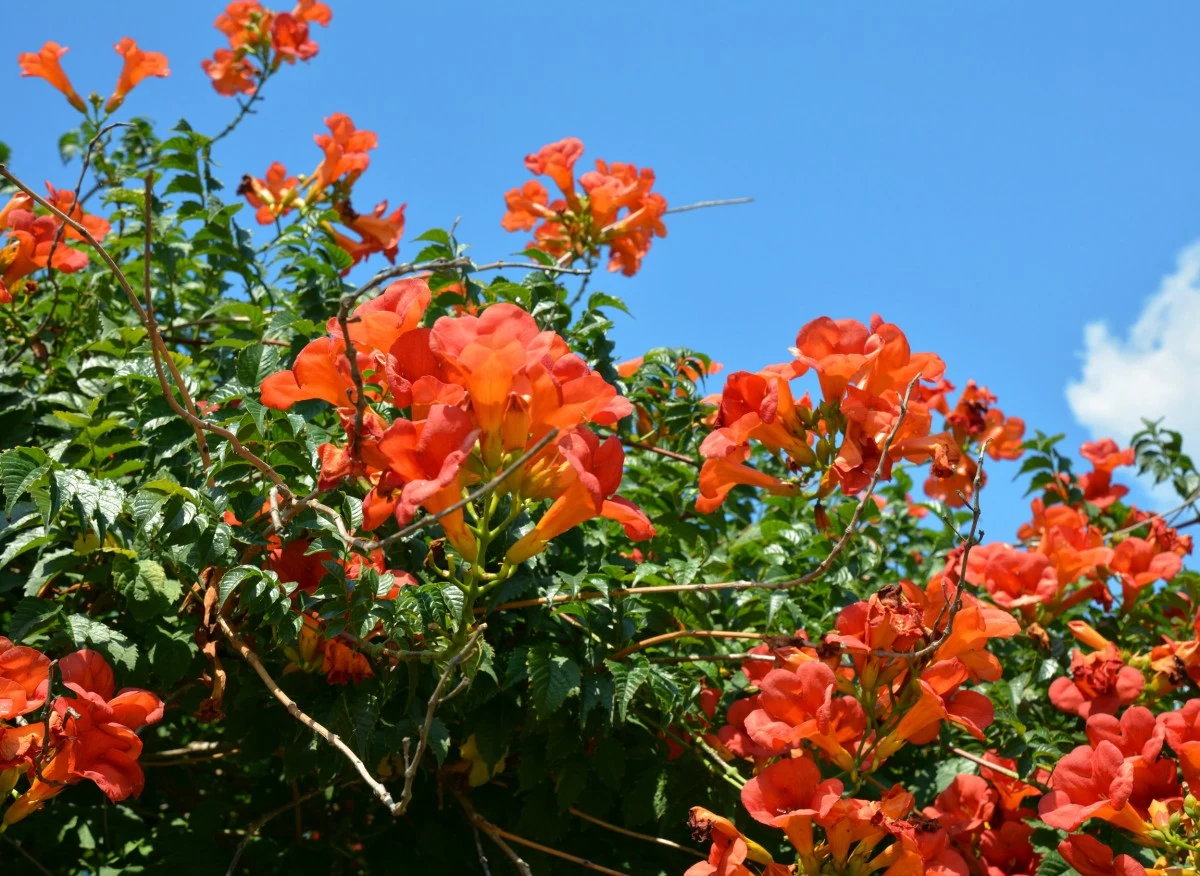 Milin amerykański to piękne pnącze na ściany i pergole