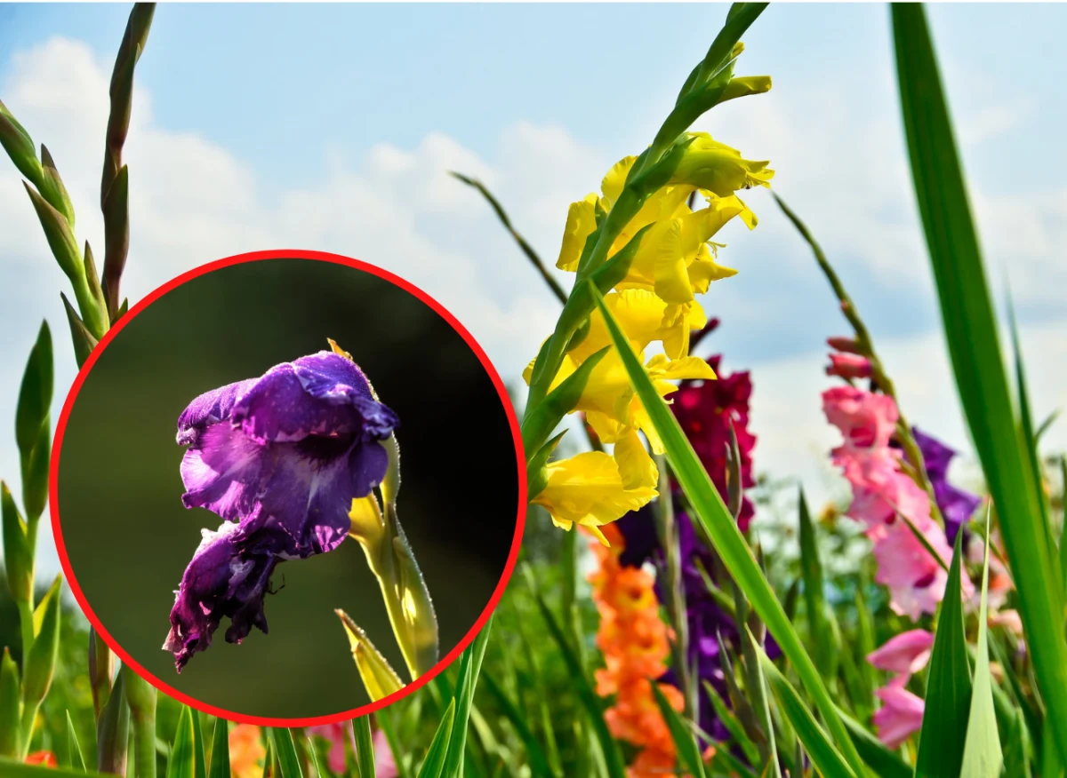 Istnieje kilka powodów, które sprawiają, że mieczyki nie kwitną, są zdeformowane i szybko opadają im kwiaty