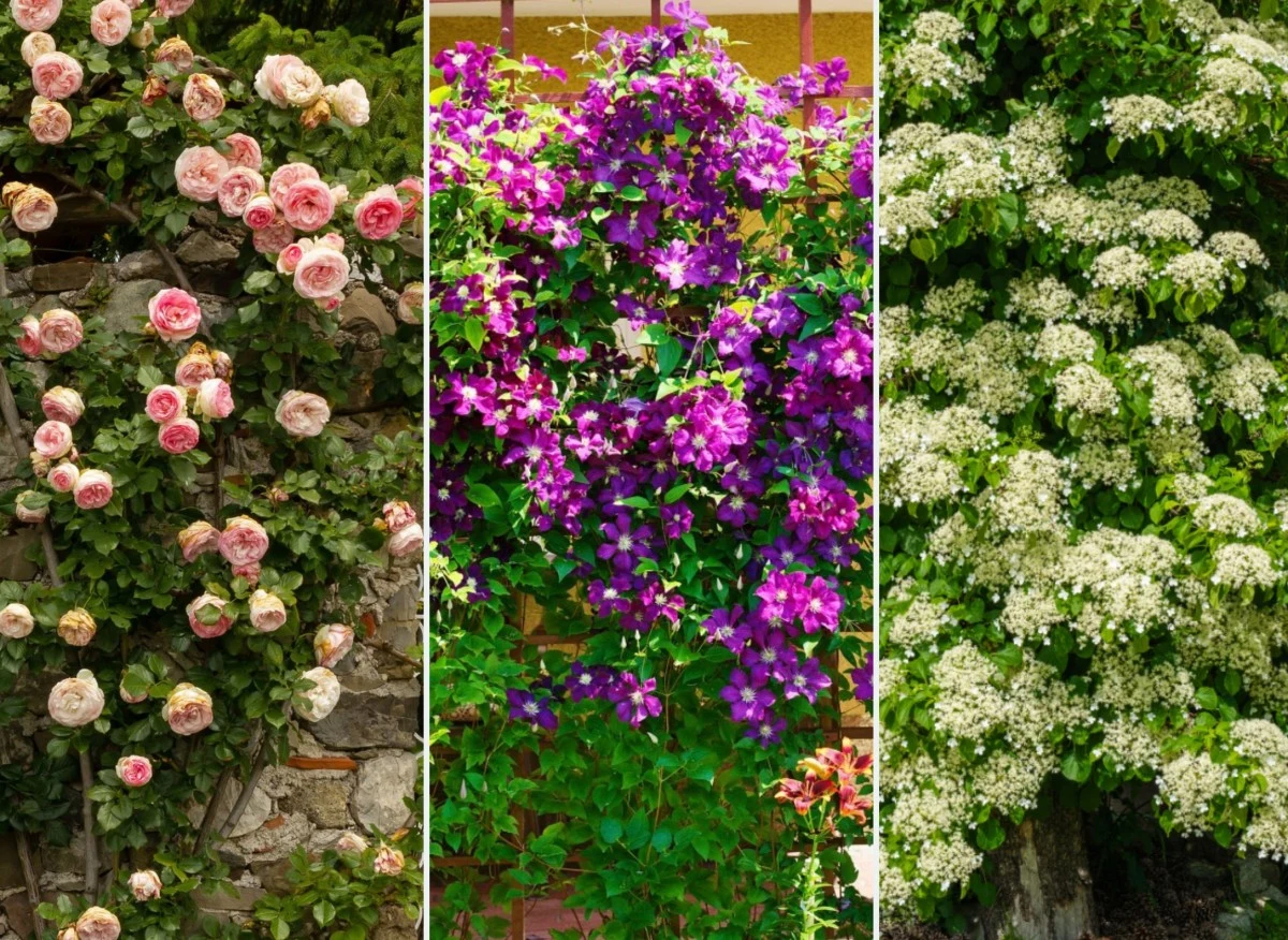 Rośliny pnące są bardzo dużą grupą roślin, z których każda będzie miała inne wymagania uprawowe