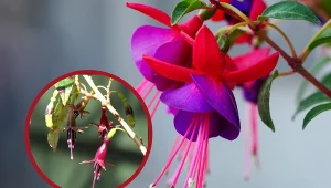 Przy niedostatecznej ilości wody i nawozu fuksja zaczyna słabnąć i więdnąć. Fot.pixabay.com/CC Search