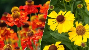 Kwitnąca kępa dzielżanu przyciąga uwagę głównie intensywnym kolorem kwiatów.