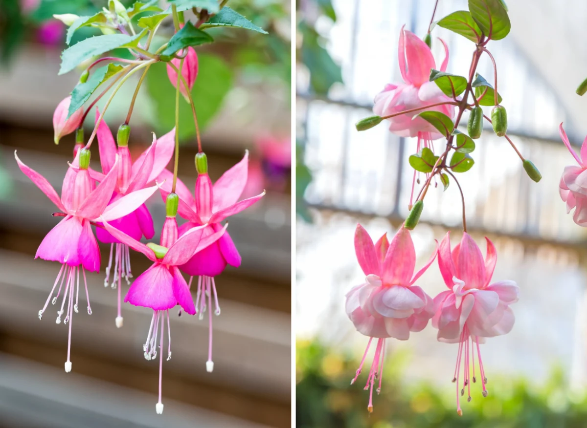 Fuksje, nazywane tańczącymi baletnicami, można z powodzeniem uprawiać na balkonach i tarasach