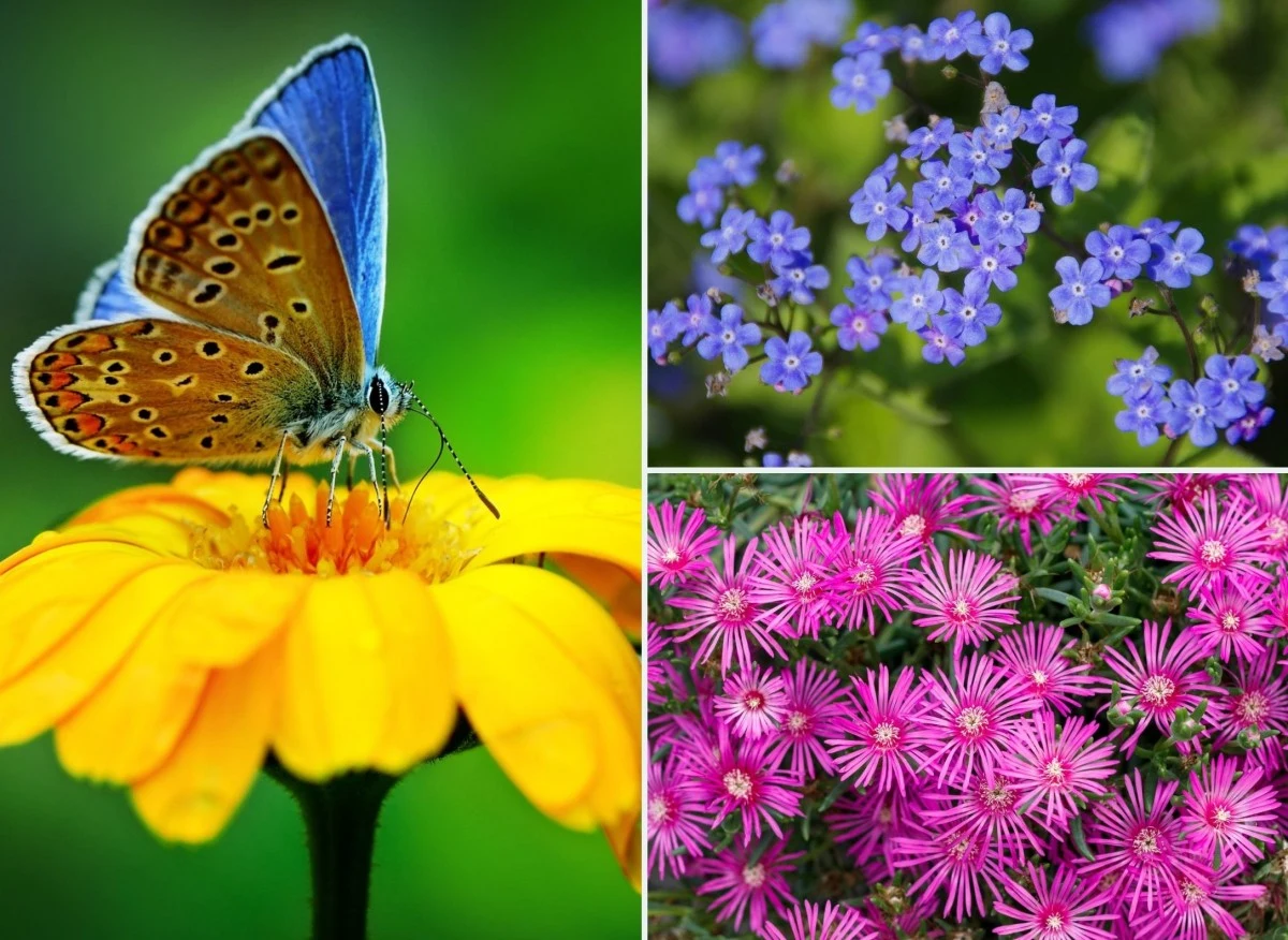 Większość kwiatów przyciągających motyle nie tylko pięknie wygląda, lecz także przyjemnie pachnie