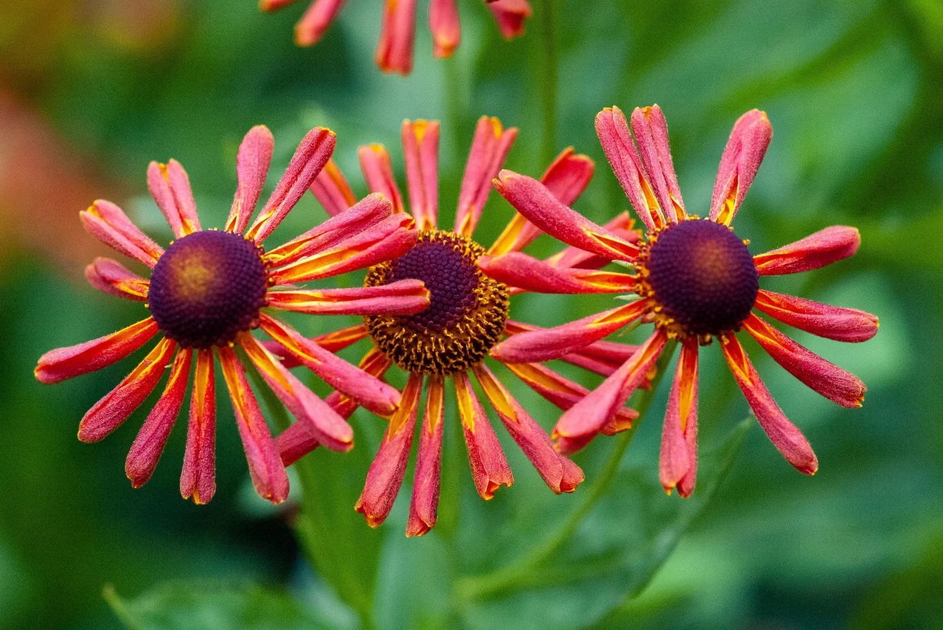 Uprawa dzielżanów nie jest trudna