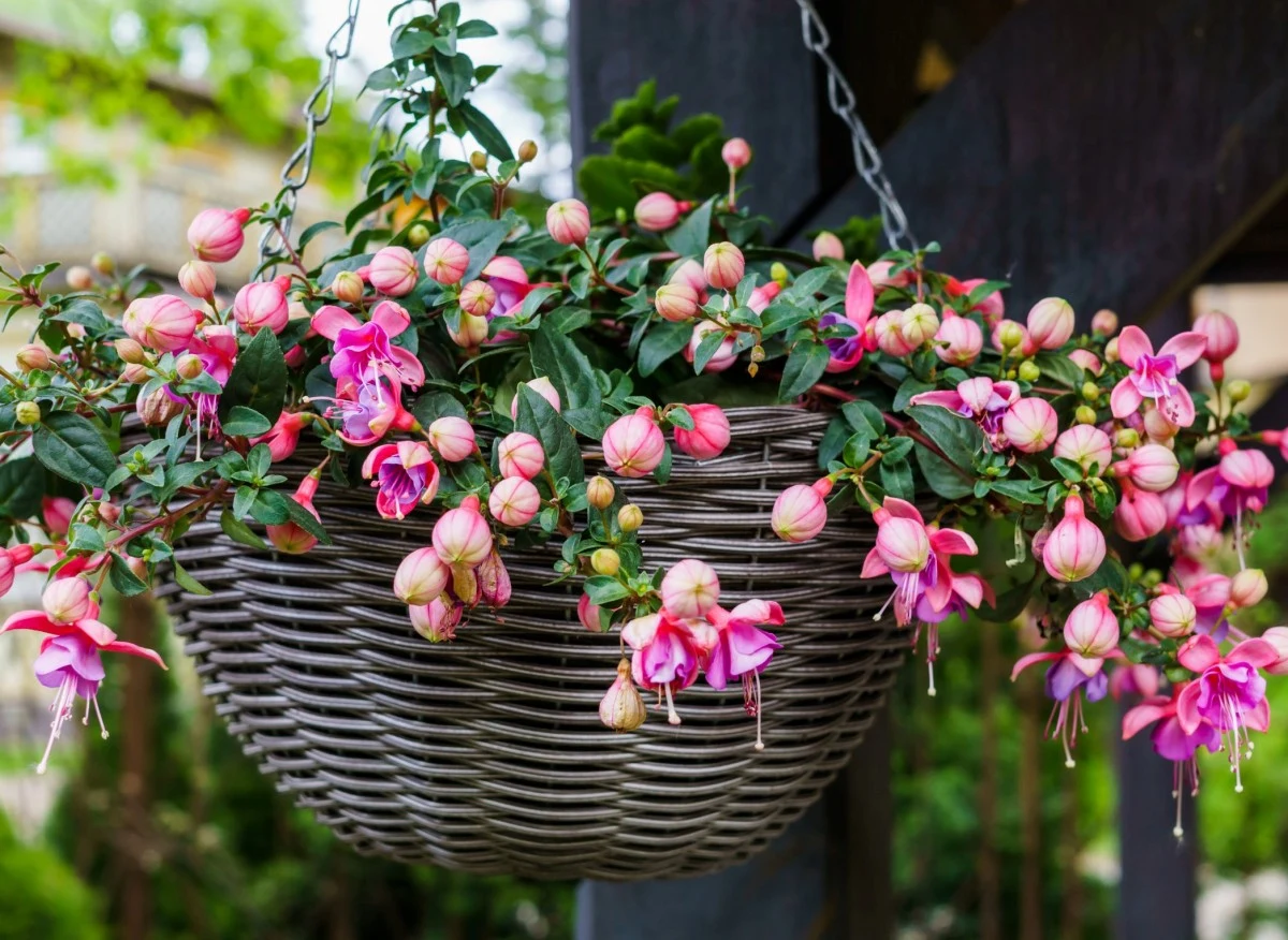 Fuksje z powodzeniem można uprawiać na balkonach i tarasach