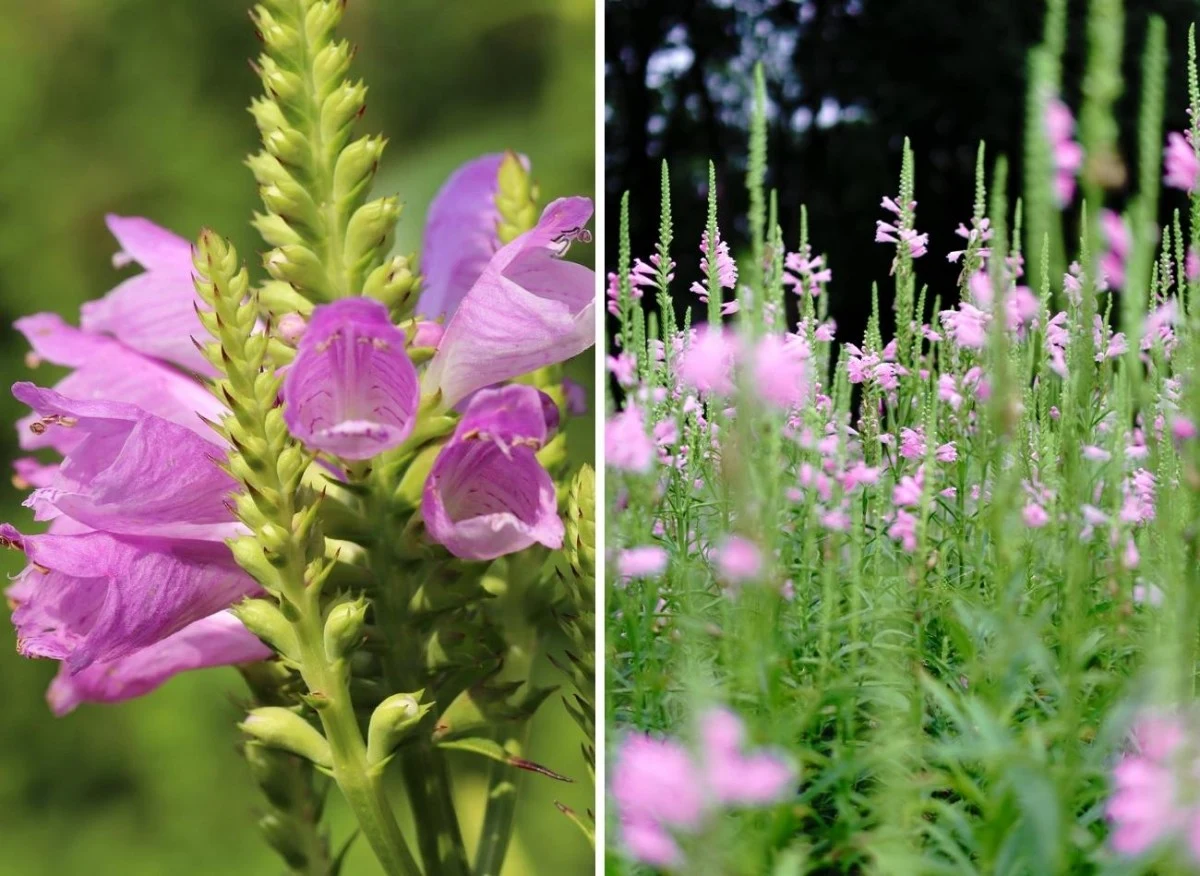 Odętka świetnie sprawdza się jako ozdoba rabat