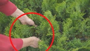 Istnieją cztery metody, które możesz wykorzystać do rozmnożenia iglaków.