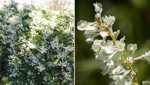 Rdest Auberta to nie tylko szybko rosnąca roślina, ale również prosta w uprawie./pinterest.com