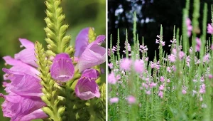 Odętka świetnie sprawdza się jako ozdoba rabat. Fot. Pixabay/Unsplash