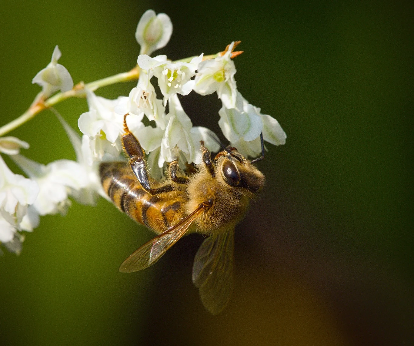 Podczas kwitnienia rdest Auberta wydziela delikatny, przyjemny aromat, który przyciąga pszczoły