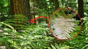 Gdy liście paproci w ogrodzie pokrywają się brązowymi plamami, można podejrzewać jedną z dwóch najczęstszych chorób.