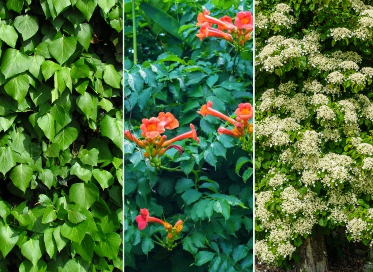 Pnącza, które gęsto porastają mury