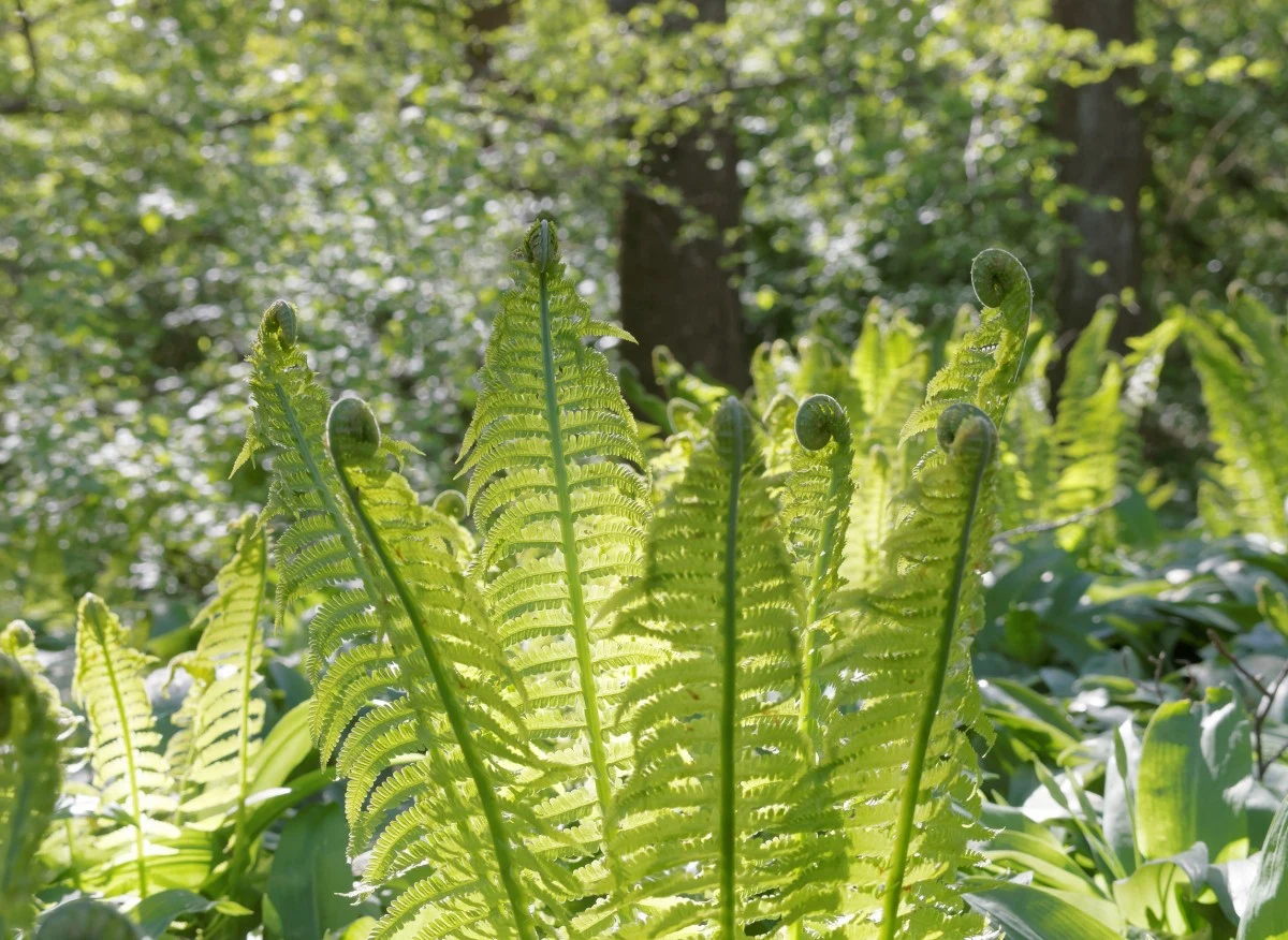 Paprocie uznawane były za rośliny magiczne