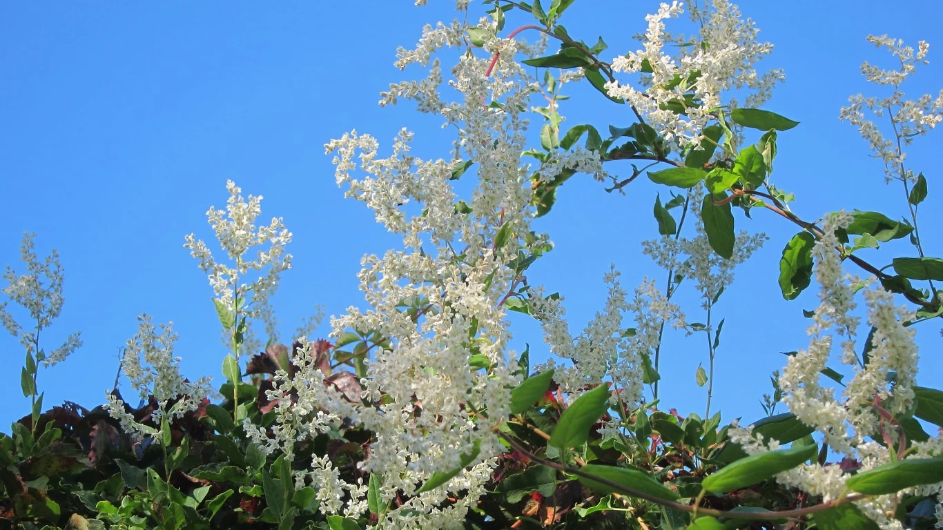 Rdest Auberta najlepiej rośnie i kwitnie na stanowiskach słonecznych
