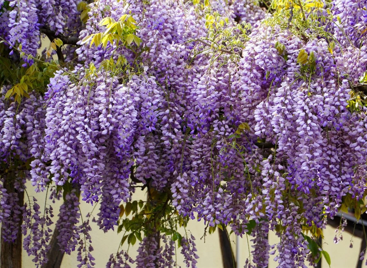 Glicynia (wisteria) to niezwykle popularne pnącze, które znajduje wiele zastosowań