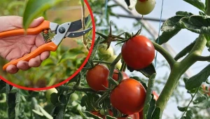 Skracanie bocznych pędów znacznie przyśpiesza dojrzewanie warzyw.