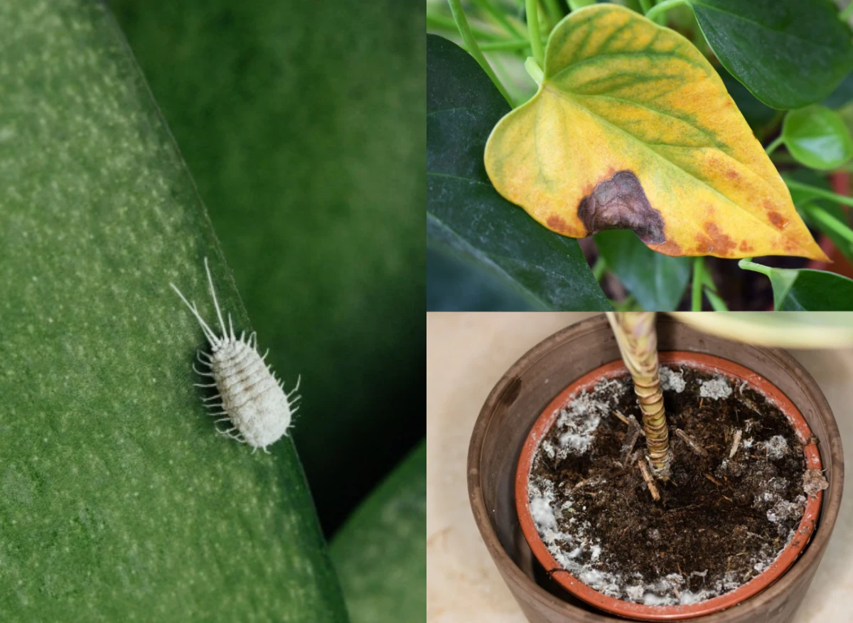 Sprawdź, czy znasz się na szkodnikach i chorobach roślin doniczkowych