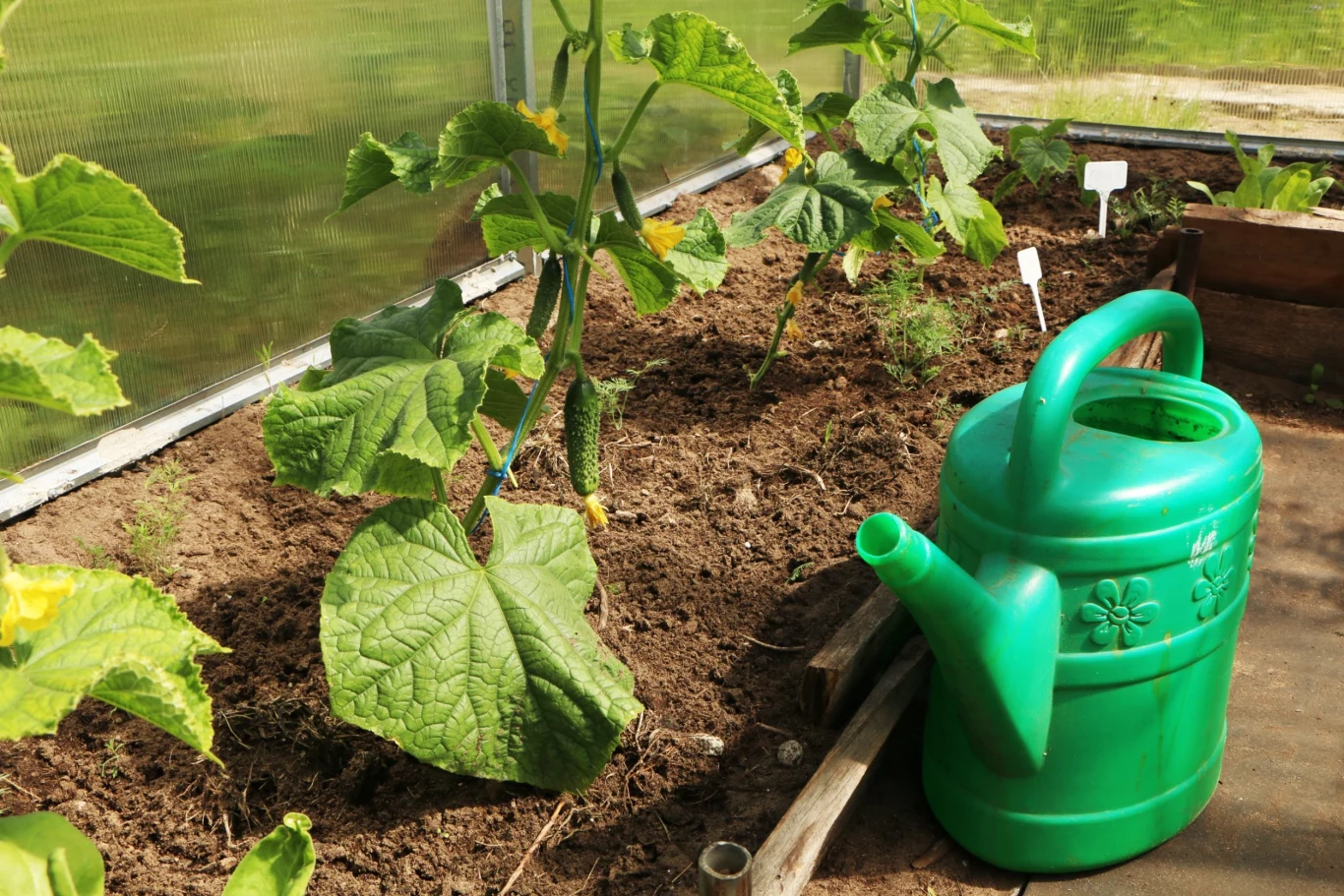 Uprawiając ogórki na jesienny zbiór, trzeba pamiętać przede wszystkim o ich nawadnianiu