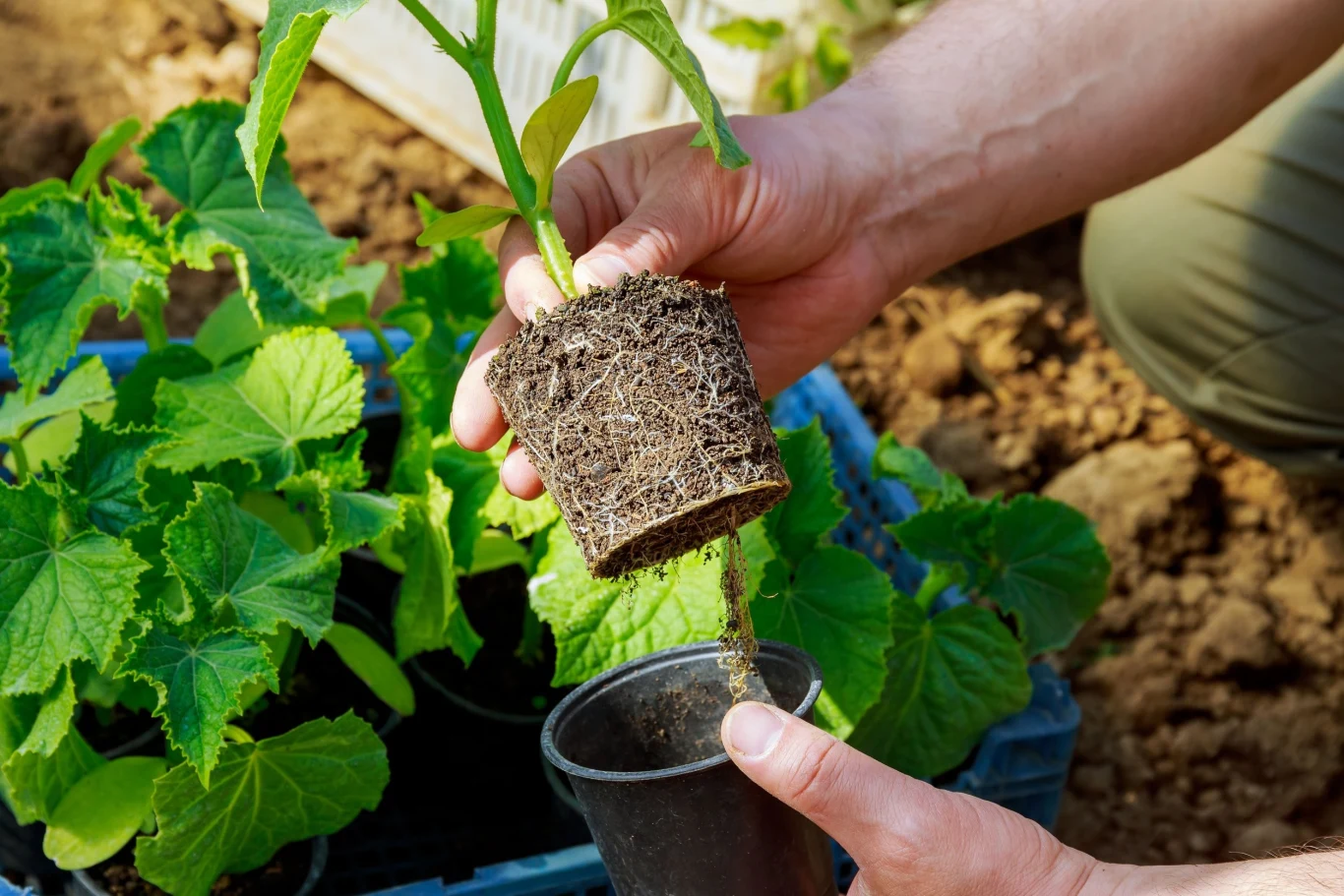 Uprawiając ogórki na jesienny zbiór, należy pamiętać o odpowiedniej pielęgnacji tego warzywa