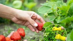 Truskawki po zbiorach wymagają szeregu prac pielęgnacyjnych.