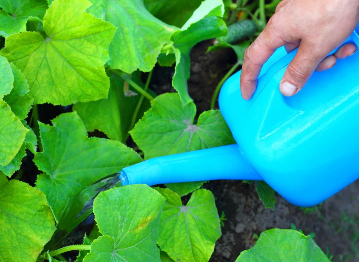 Koniecznie skorzystaj z naszych porad i ciesz się smacznymi ogórkami z własnego ogrodu