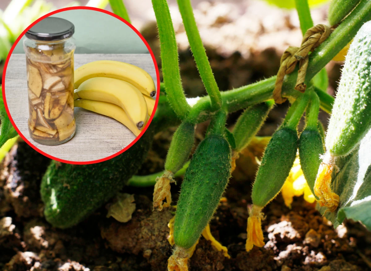 Ogórki można nawozić naturalnymi preparatami