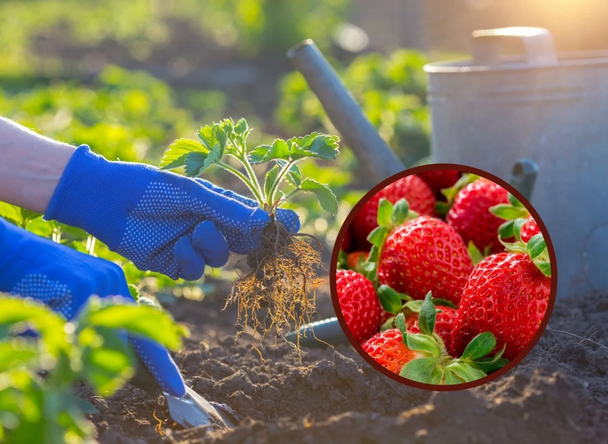 Druga połowa lipca i cały sierpień to dobry czas na sadzenie truskawek latem