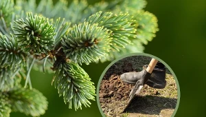 Przesadzając roślinę iglastą należy przestrzegać kilku podstawowych zasad.