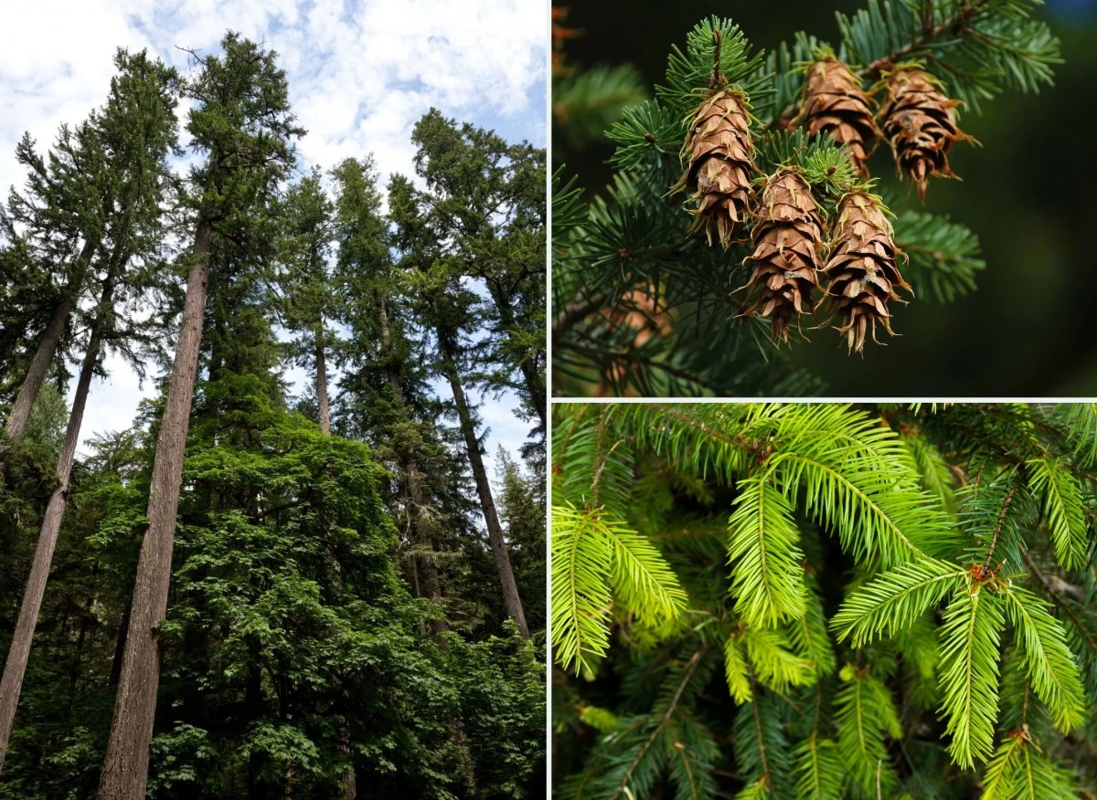 Daglezja zielona należy do najwyższych drzew na świecie