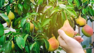 W trakcie zbioru owoców zachowaj najwyższą ostrożność i dokładność.