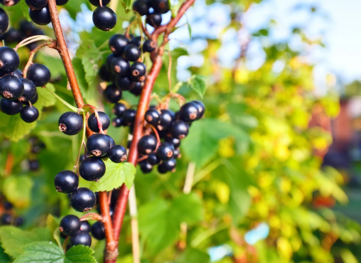 Porzeczka czarna jest krzewem owocowym powszechnie uprawianym w ogrodach przydomowych i działkowych
